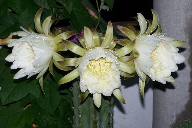 Орхидейные кактусы
