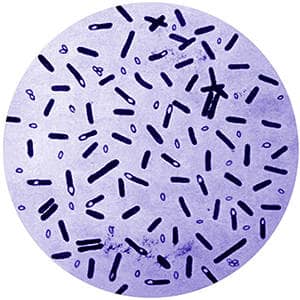 Бактерии ботулизм