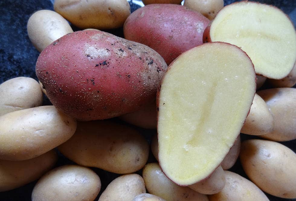 Категоризация картофеля