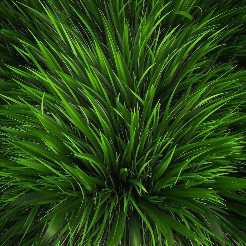 Текстура зеленая трава 12