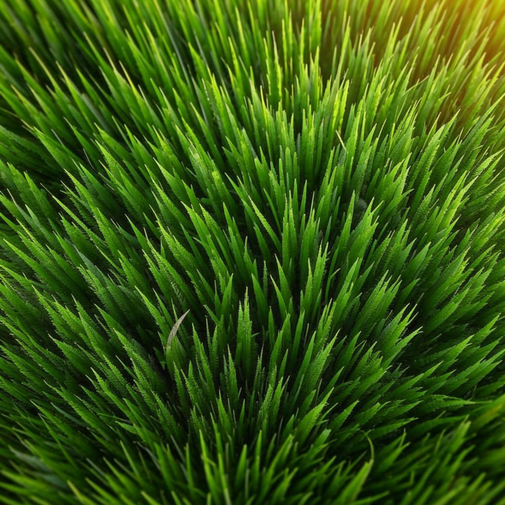 Текстура зеленая трава 14