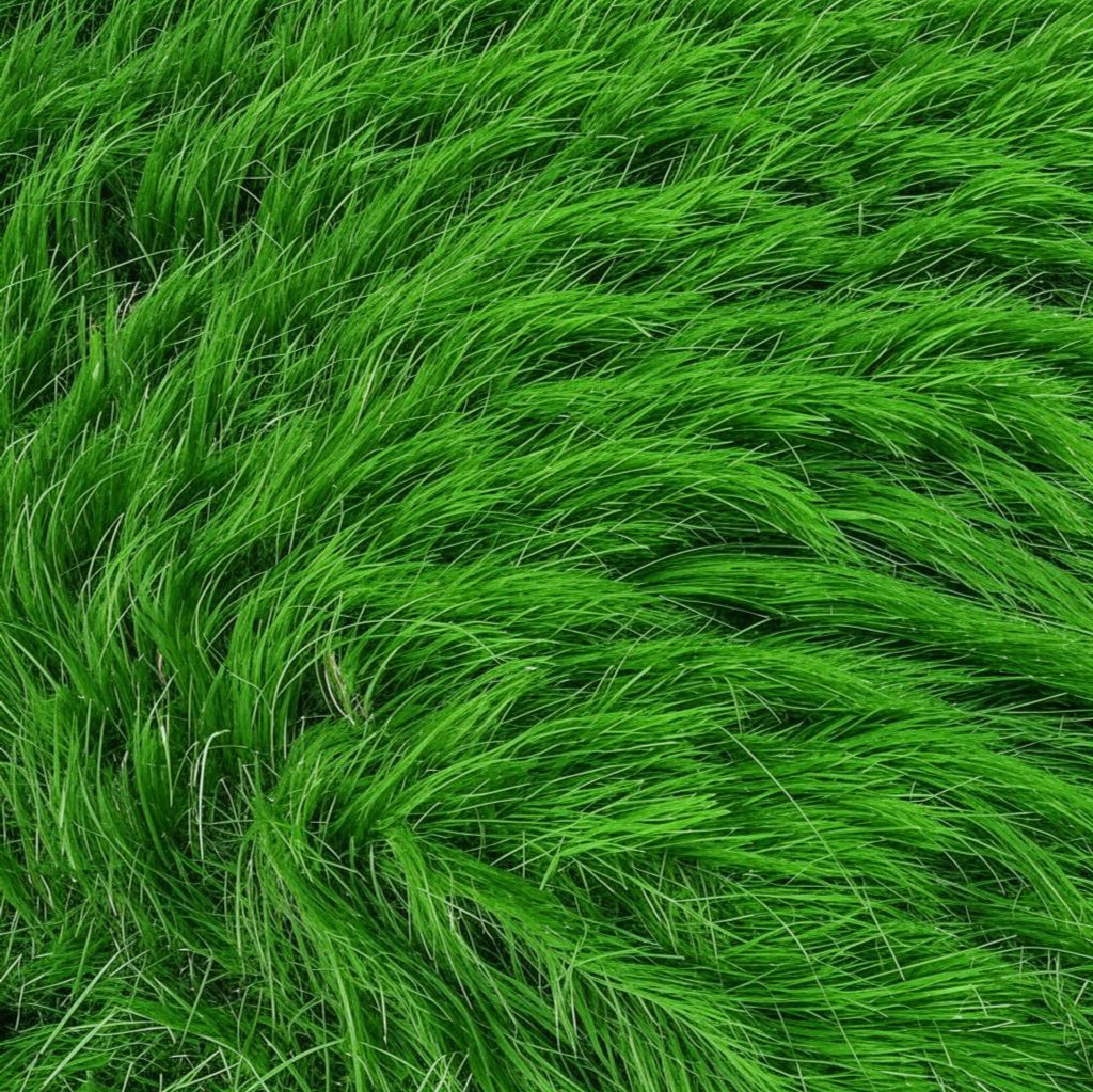Текстура зеленая трава 4