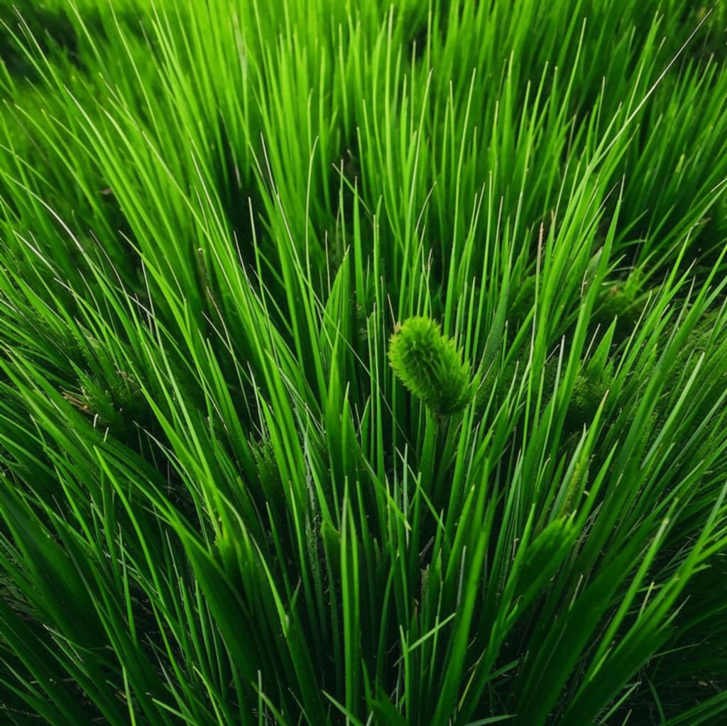 Текстура зеленая трава 8