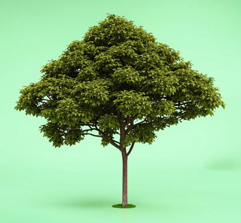 Дерево 4